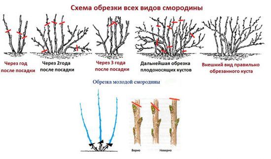 Основные шаги обрезки смородины осенью