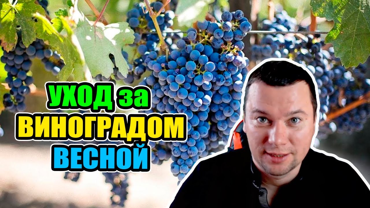 Прищипка винограда