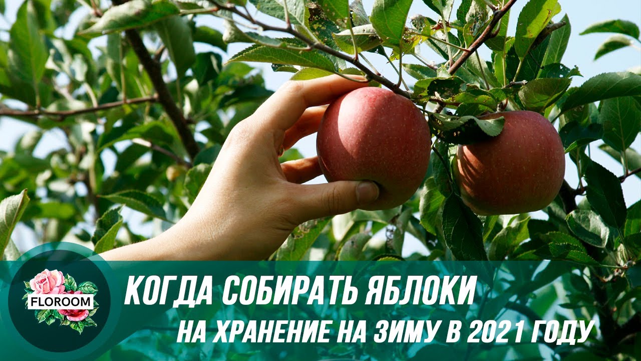 Выбор времени сбора