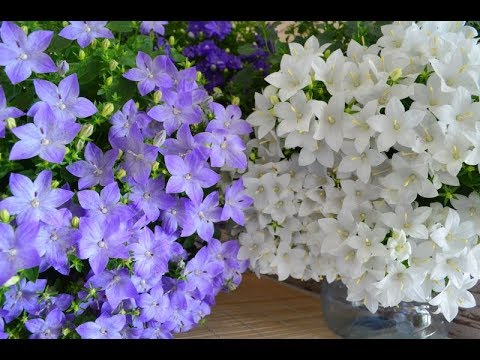 История и происхождение кампанулы