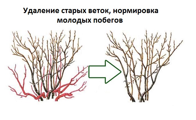 Подготовка к обрезке смородины