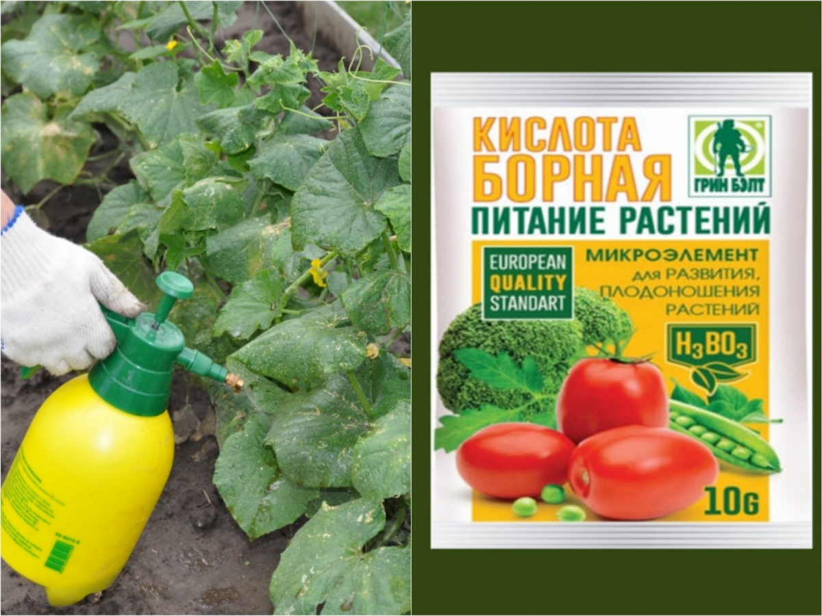 Повышение урожайности и качества плодов