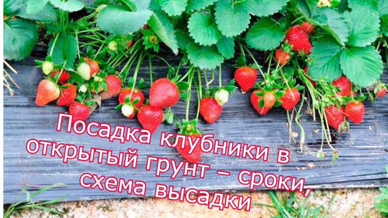 Подготовка почвы для высадки клубники