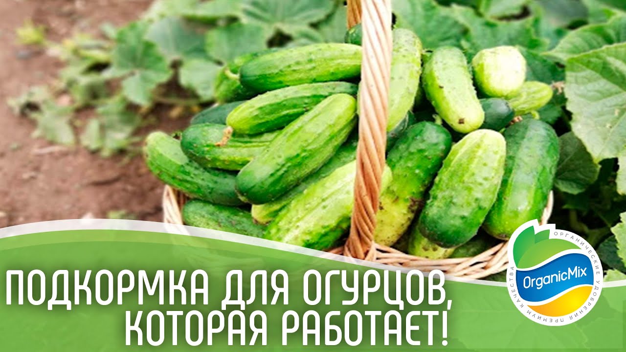 Проблемы с почвой