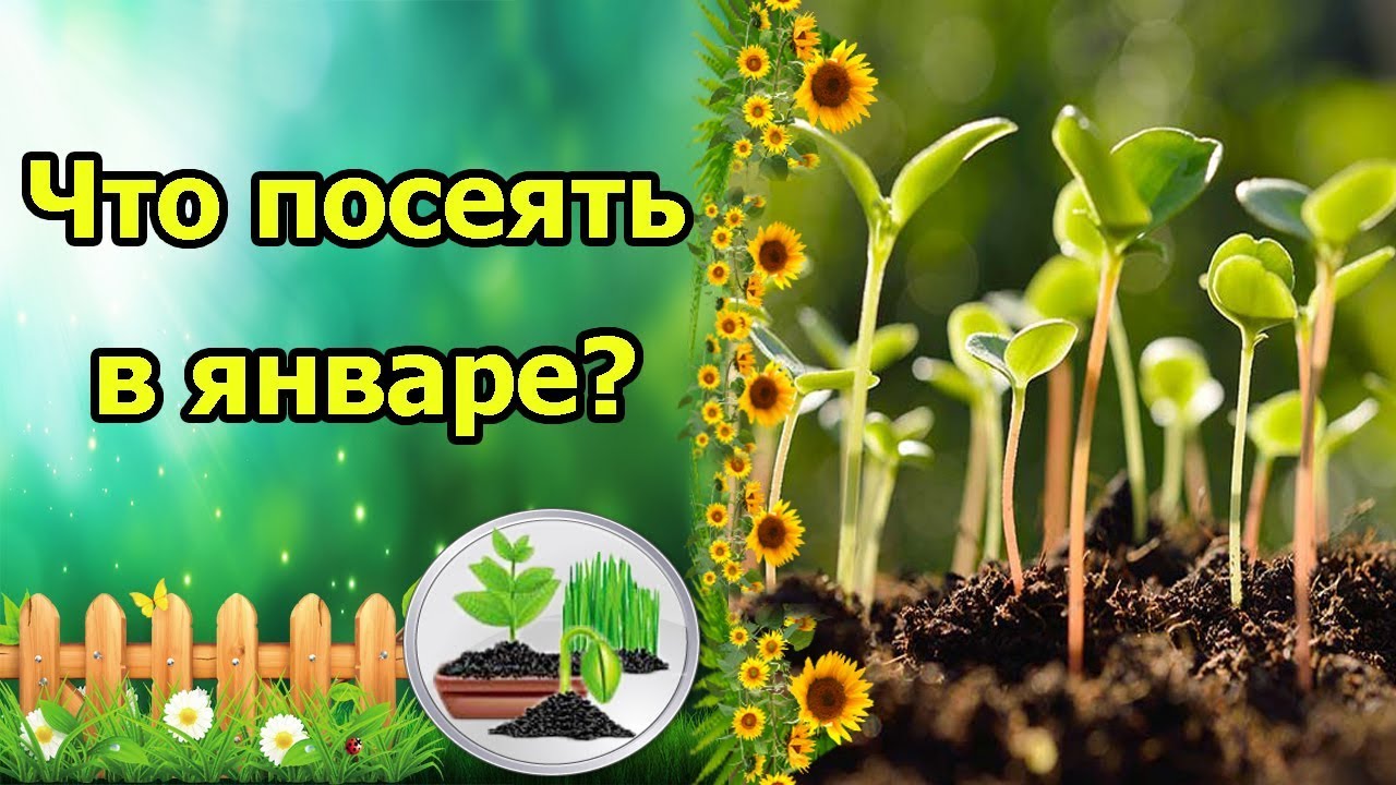 Рассада растений, которую можно сеять в январе