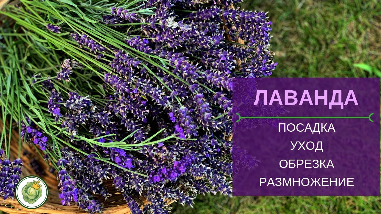 Полив и подкормка растений
