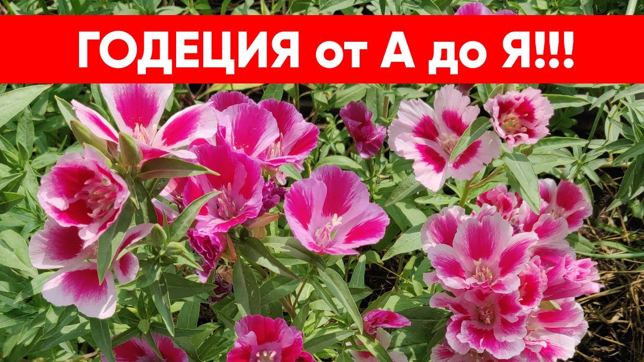 Распространение и особенности