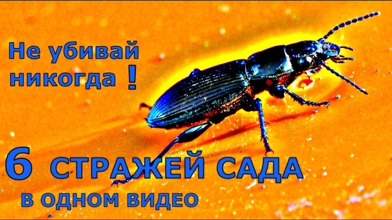 Лептотрахеусы: