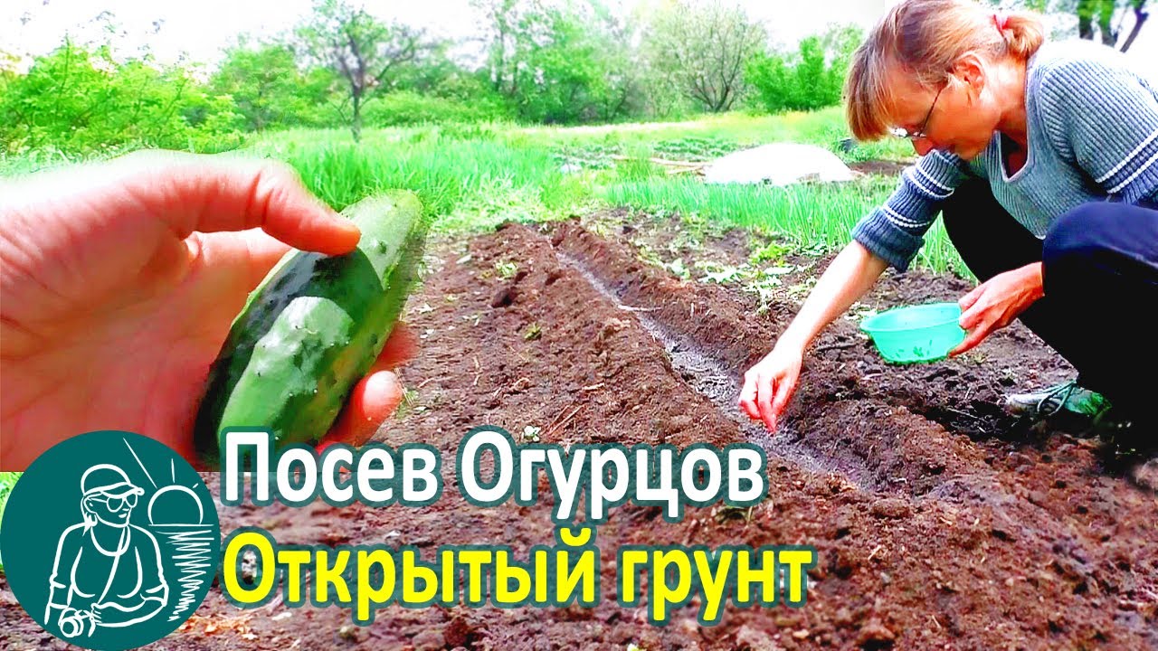 Огурцы на салфетке: простой способ получить свежие и полезные зеленые побеги