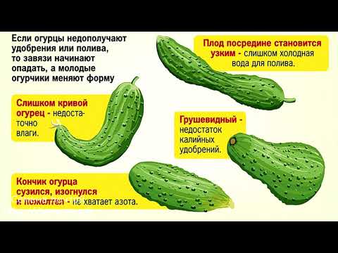 Минеральные удобрения для огурцов