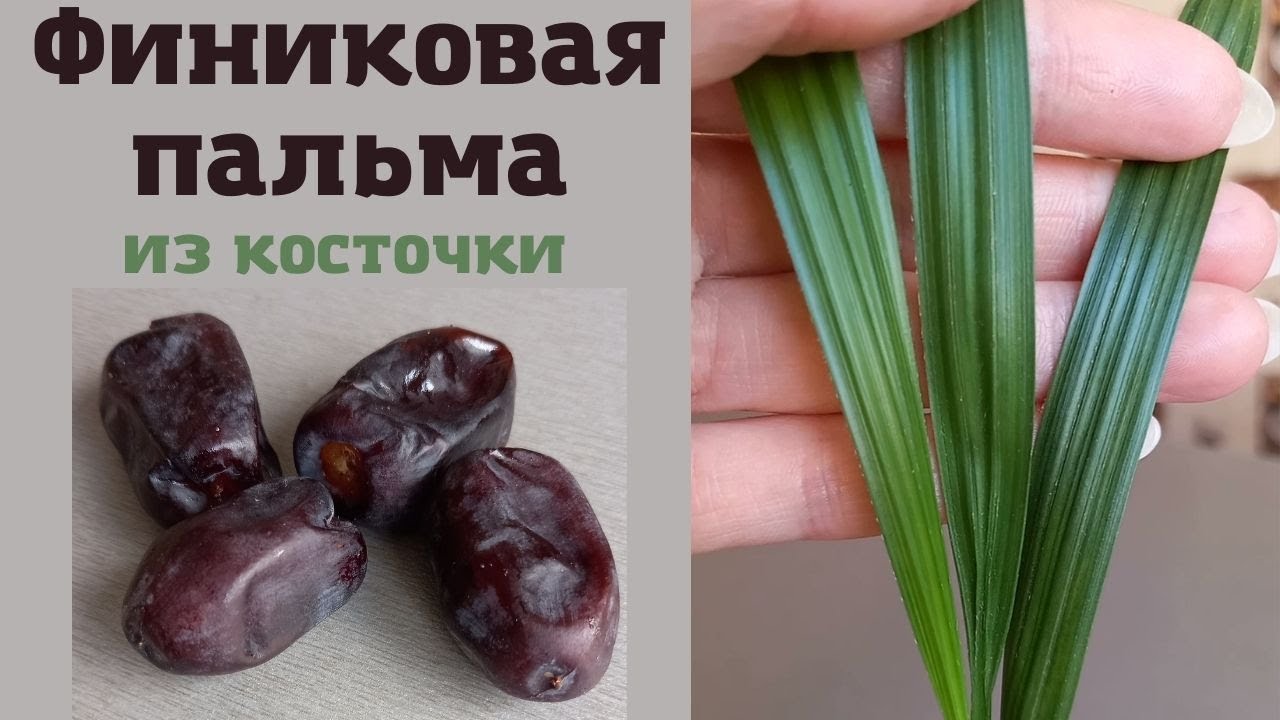 Применение финиковых пальм в ландшафтном дизайне