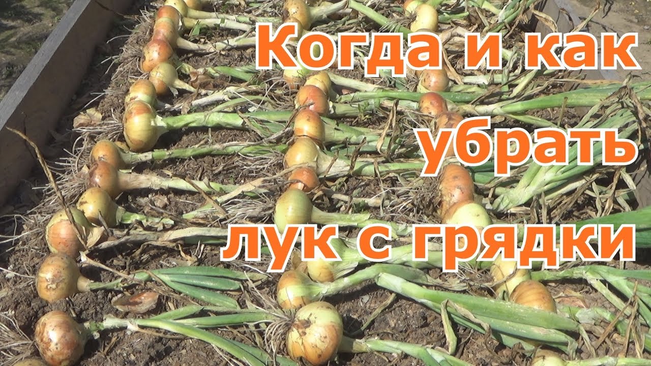 Оптимальное время для сбора лука с грядки