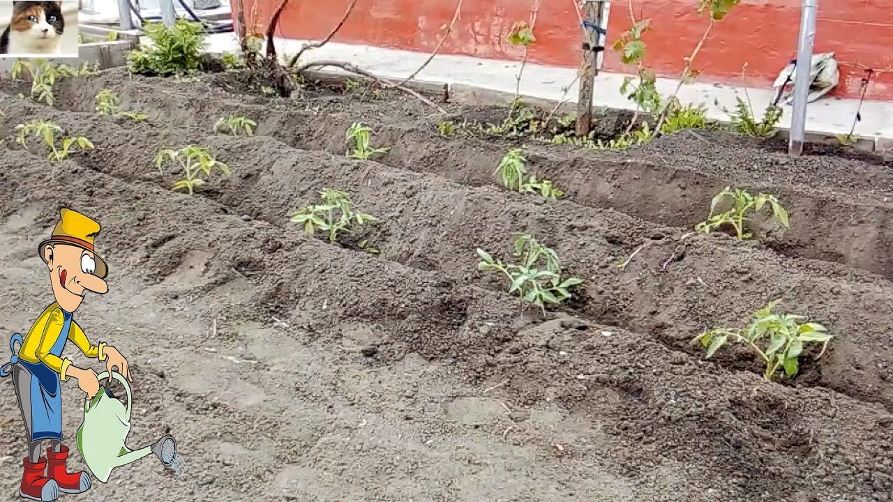 Посев семян