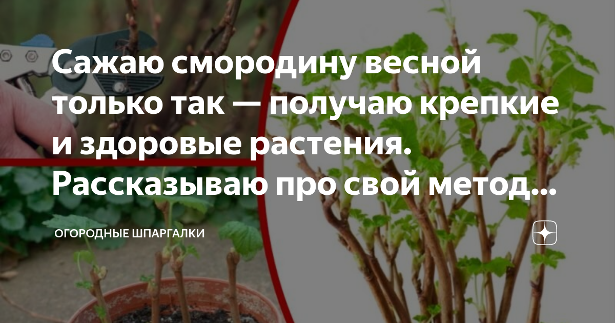 Лучшее время для пересадки смородины