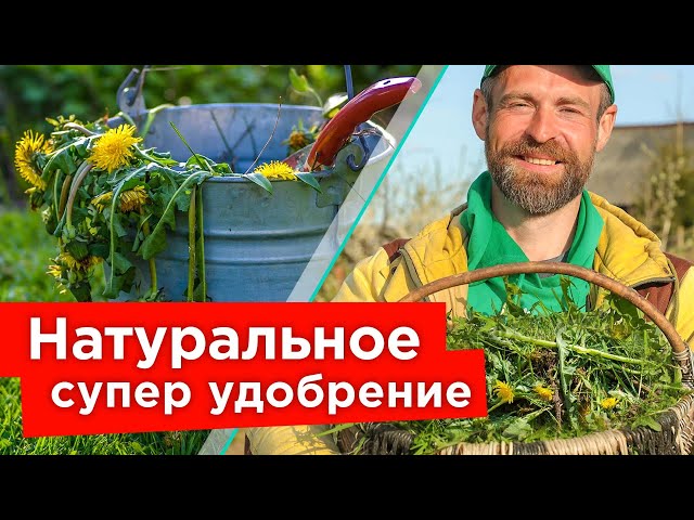 Правила применения удобрения на растения