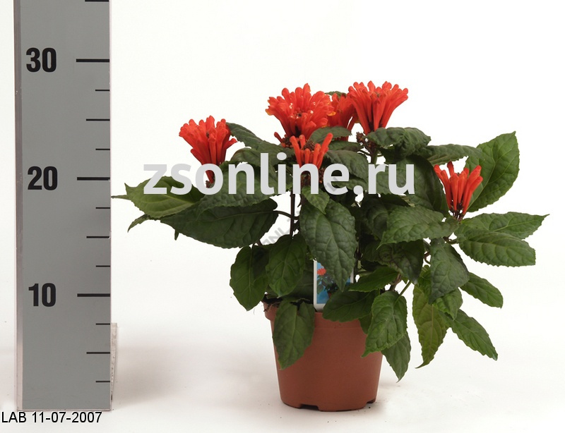 Что такое скутеллярия и каковы ее особенности