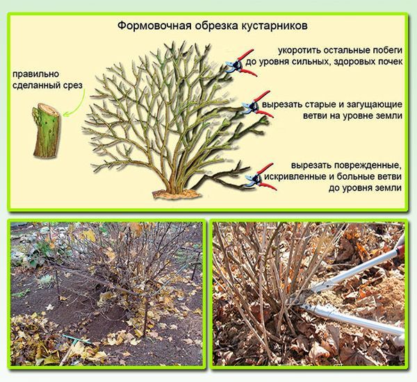 Правила обрезки крыжовника осенью