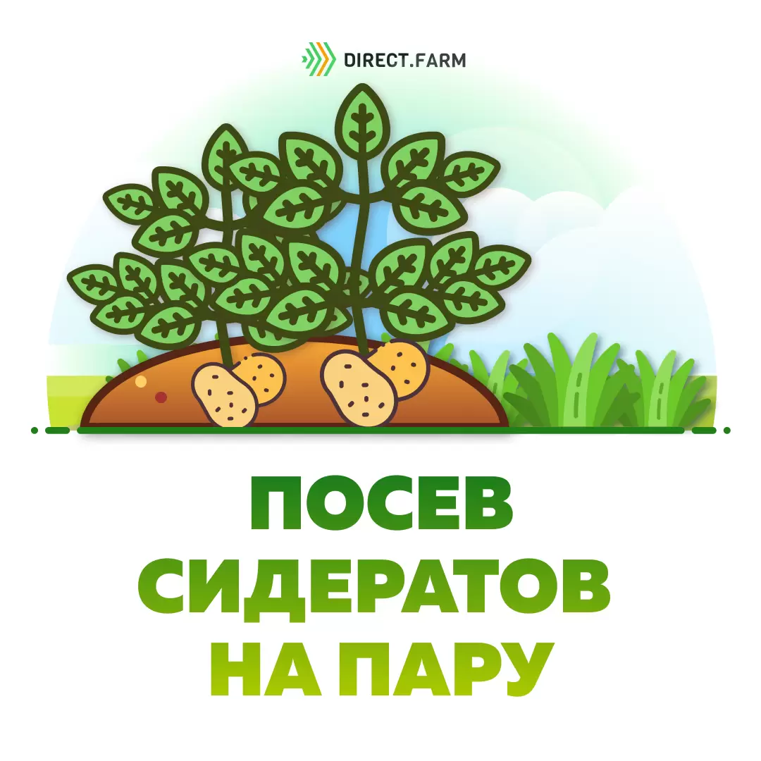 Особенности посева горчицы в качестве сидерата
