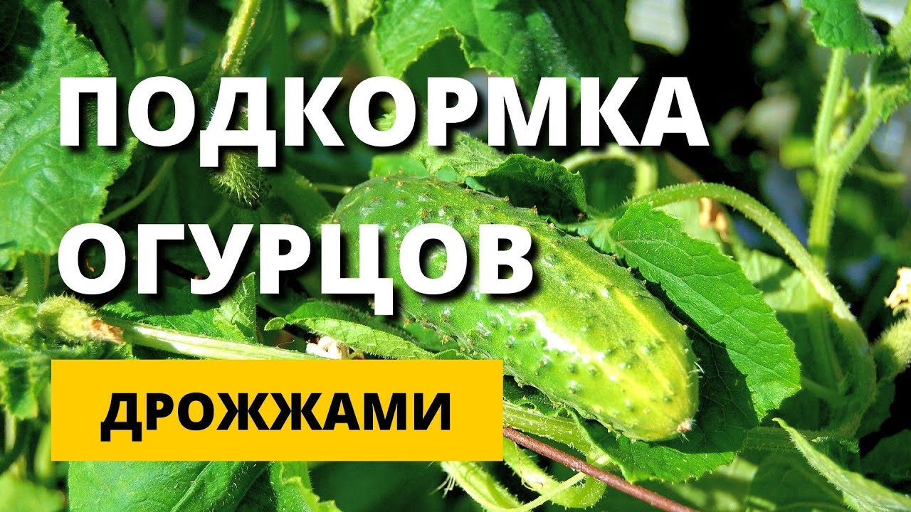 Особенности дрожжевой подкормки в теплице