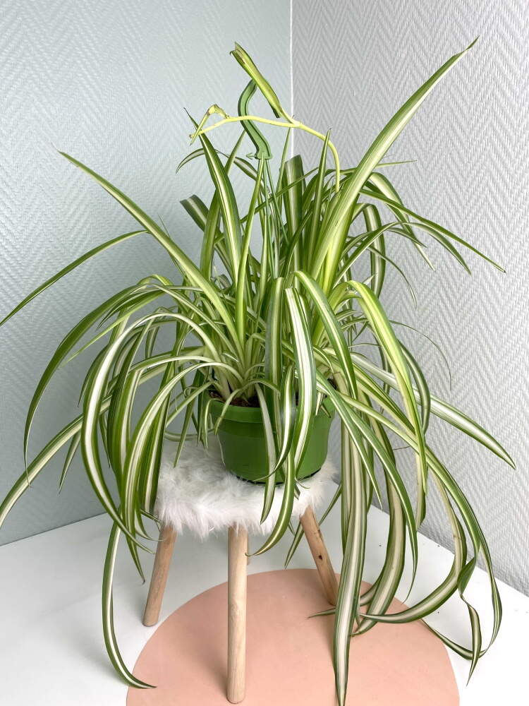1. Хлорофитум комнатный (Chlorophytum comosum)