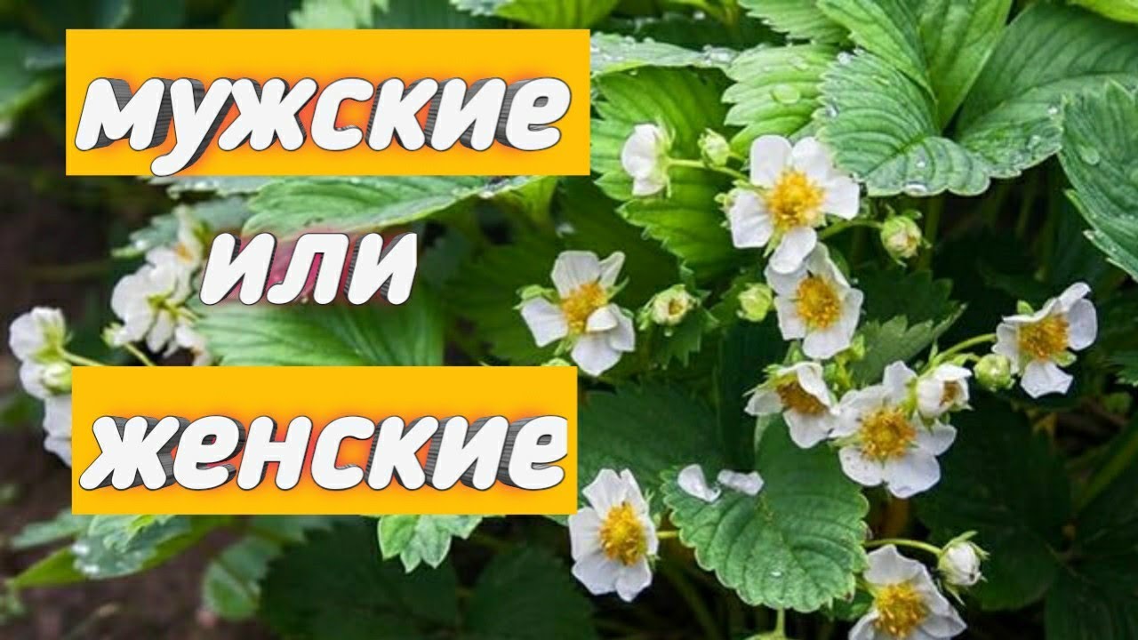 Способы различения