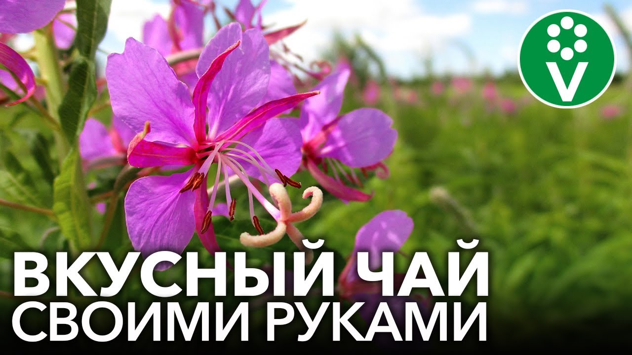 Определение оптимального времени сбора