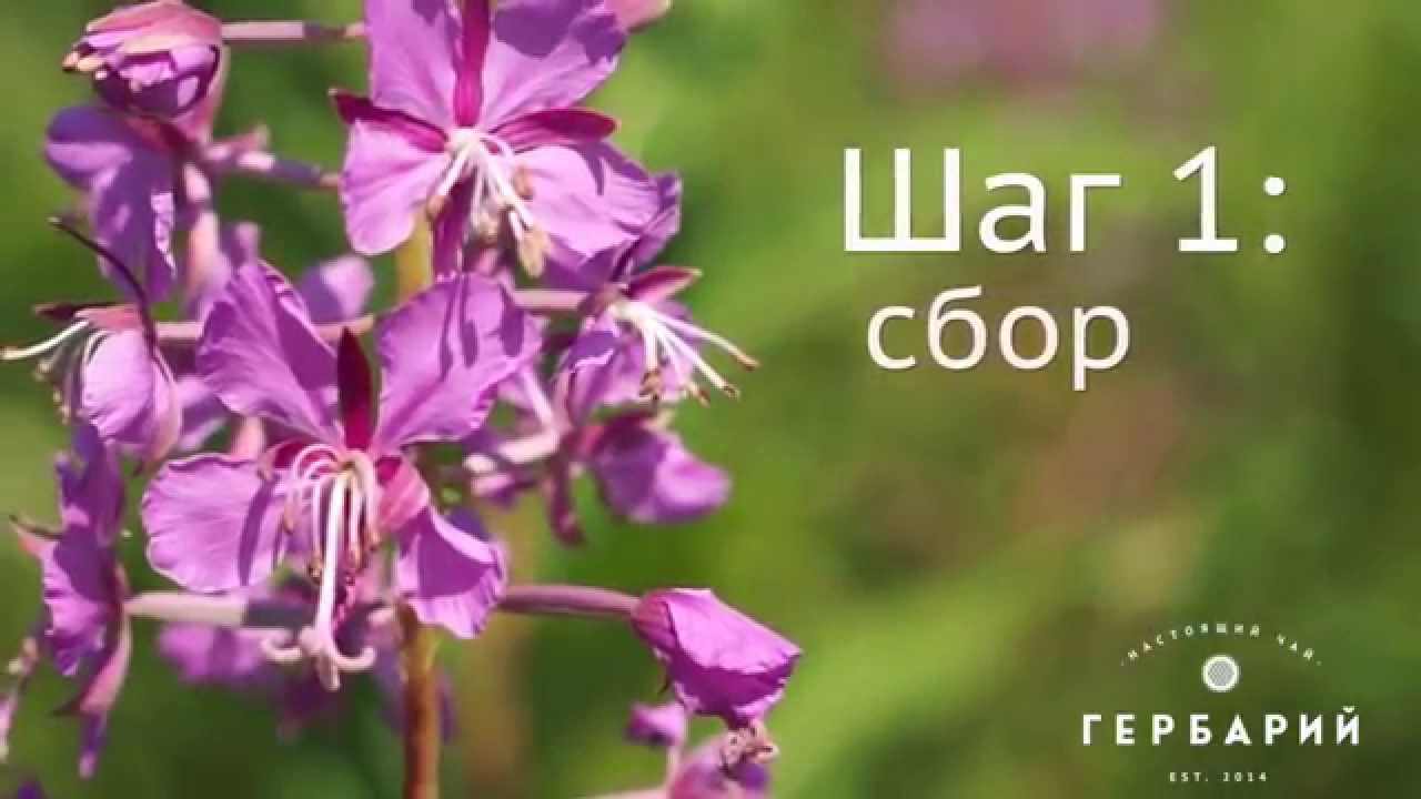 Использование Иван-чая в домашних условиях