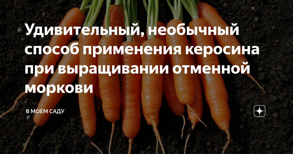 Как использовать керосин для уничтожения морковной мухи?