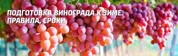 Оптимальное время для укрытия винограда