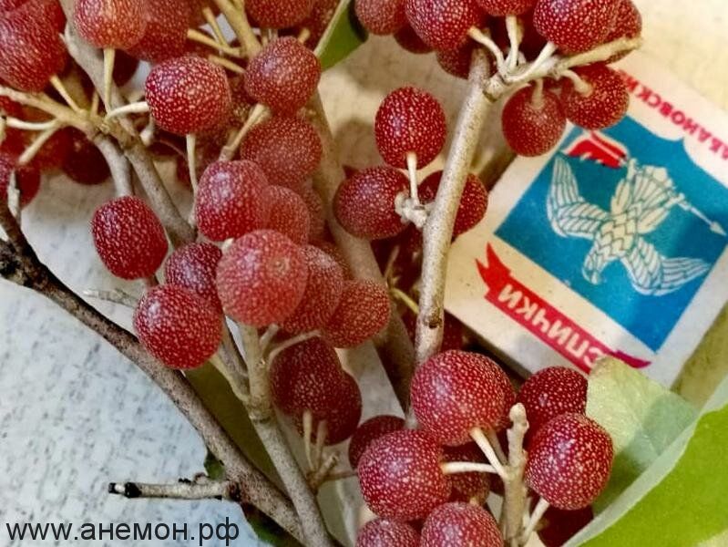Сферы применения Шефердии