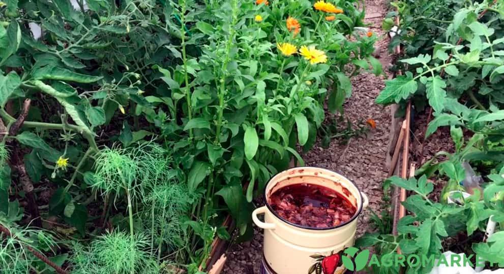 Применение луковой шелухи для различных растений