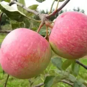 Популярные сорта яблок