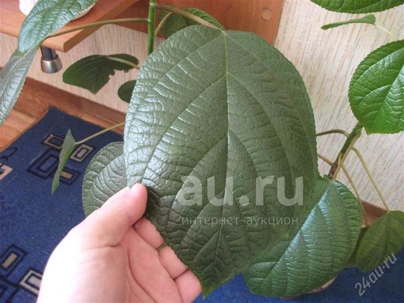 Как правильно использовать Бемерию?