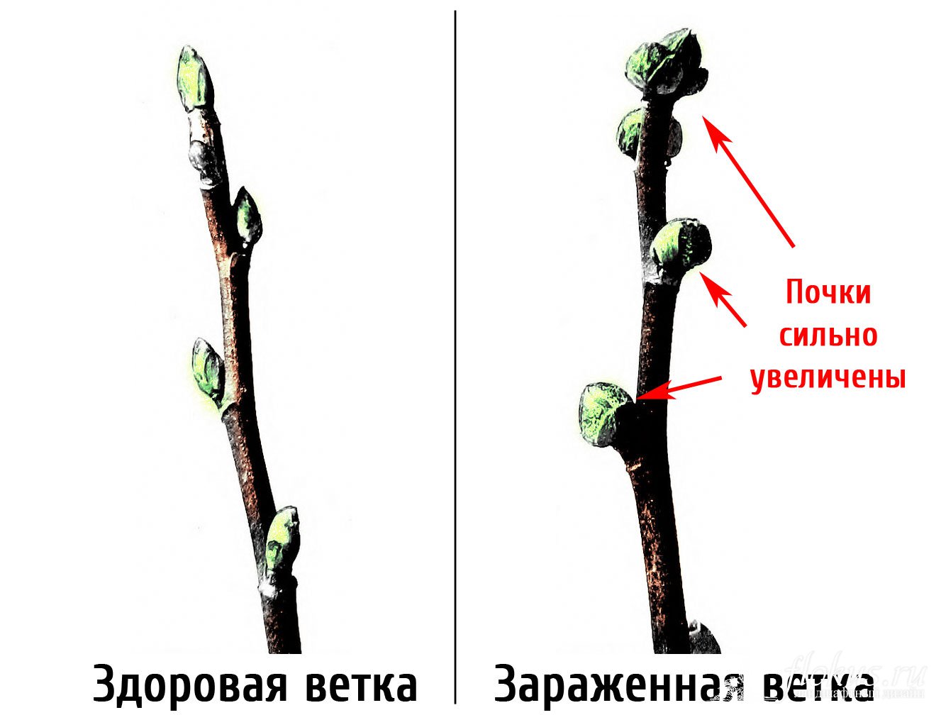 Жизненный цикл и поведение