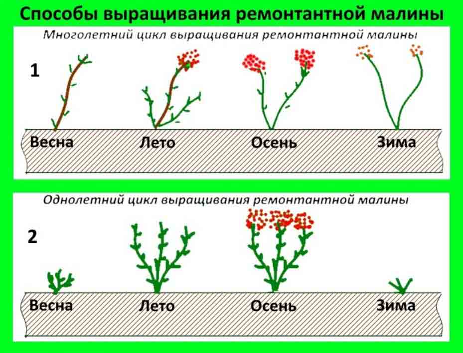 Примеры сортов ремонтантной малины