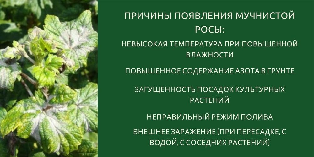 Естественные способы лечения мучнистой росы
