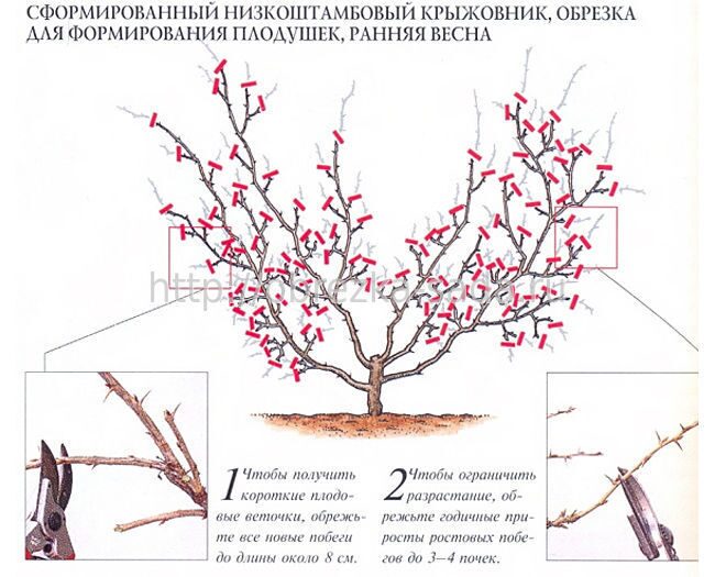 Зачем обрезать крыжовник осенью