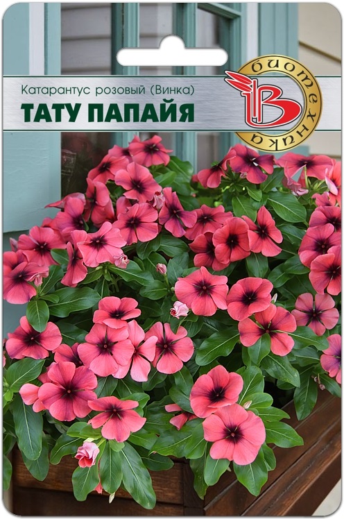Виды катарантуса: оттенки и формы цветка