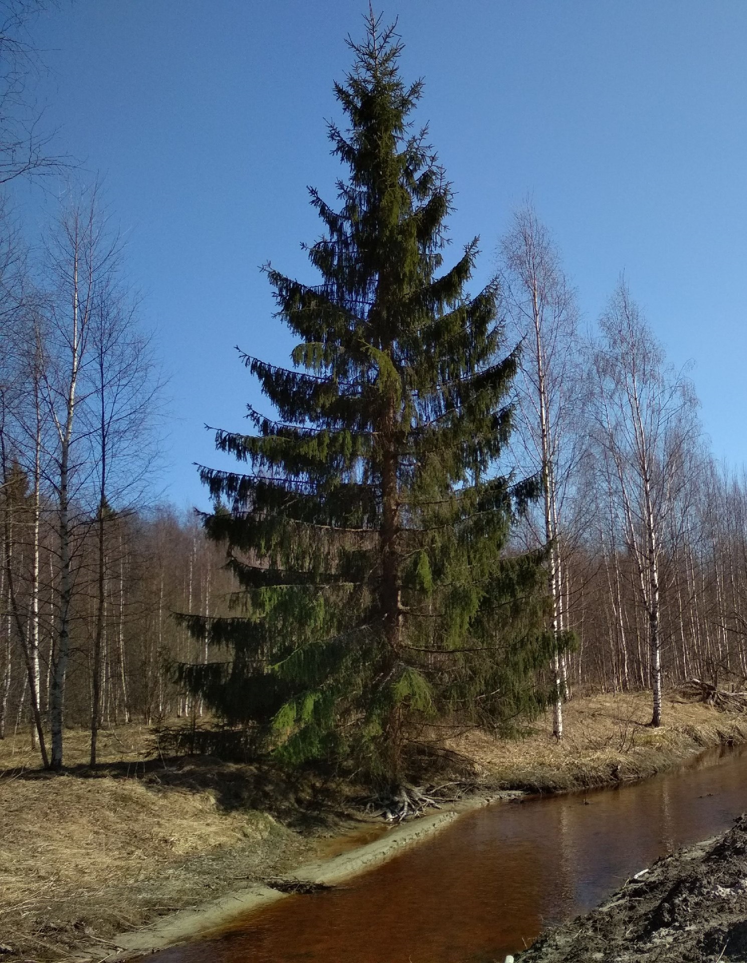 Распространение ели в природе
