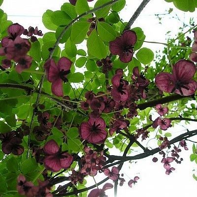 Важность Акебии в садоводстве и ландшафтном дизайне