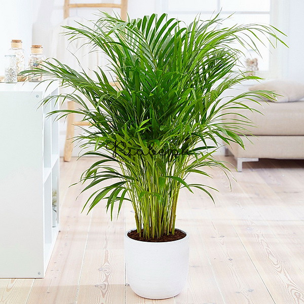 The history of Areca palm