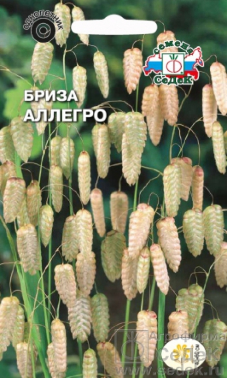 Описание трясунки Бриза