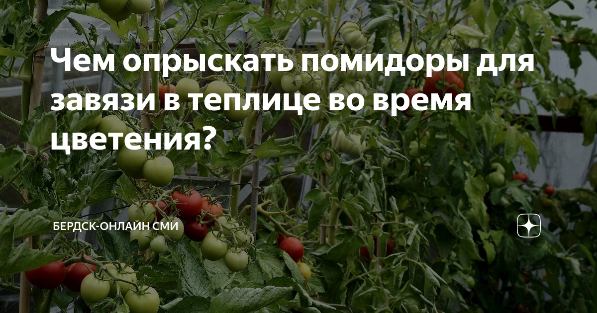 Опрыскивание помидоров