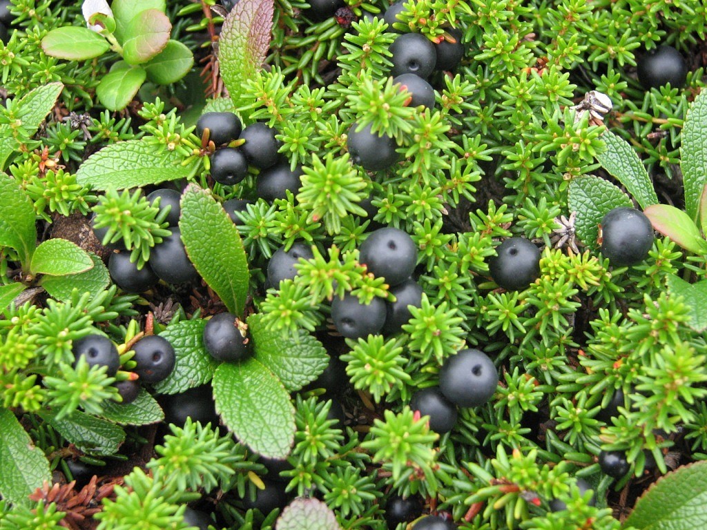 Роль Шикши (водяника)
