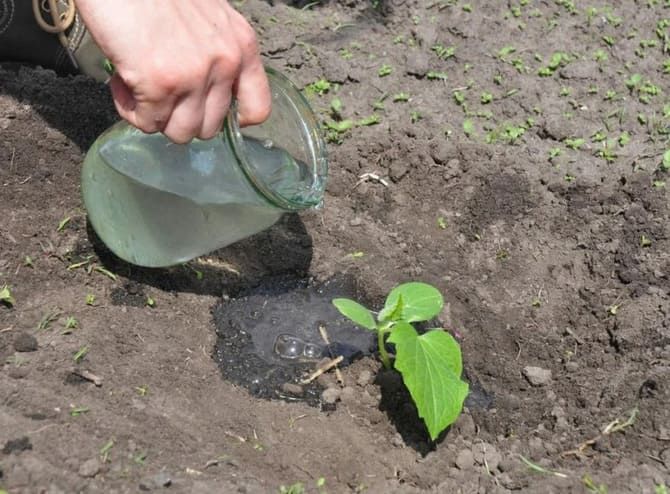 Лучшие способы полива огурцов для ускорения роста и плодоношения