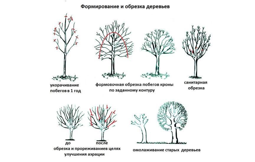 Особенности обрезки черноплодной рябины в 2021 году