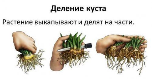 Что такое размножение комнатных растений?
