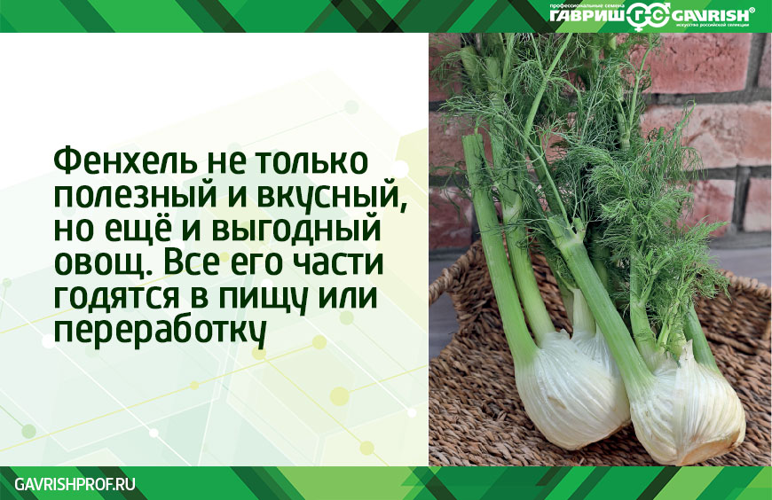 Выращивание фенхеля