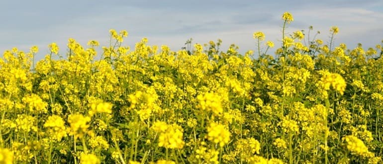 Как выбрать подходящий момент для посева горчицы
