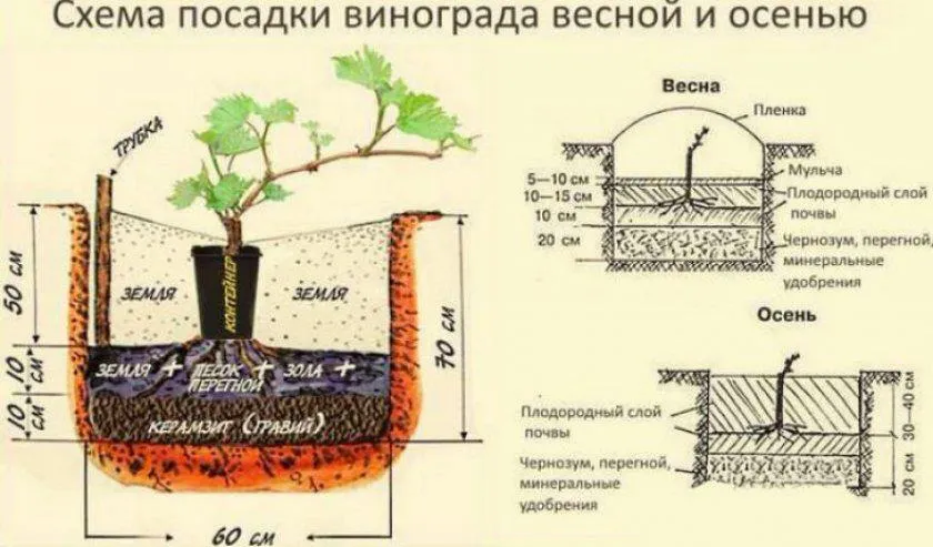 Выбор места для посадки винограда